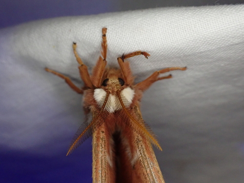 iNaturalist observation photo of Ceanothus Silk Moth