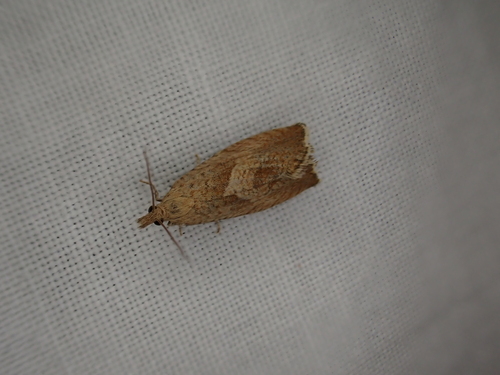 iNaturalist observation photo of Tortricid Leafroller Moths