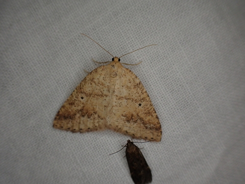 iNaturalist observation photo of Drepanulatrix