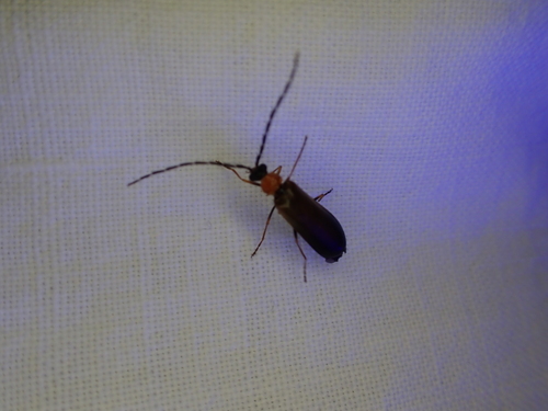 iNaturalist observation photo of Beetles