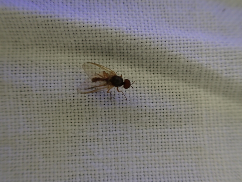 iNaturalist observation photo of Common Blackflies