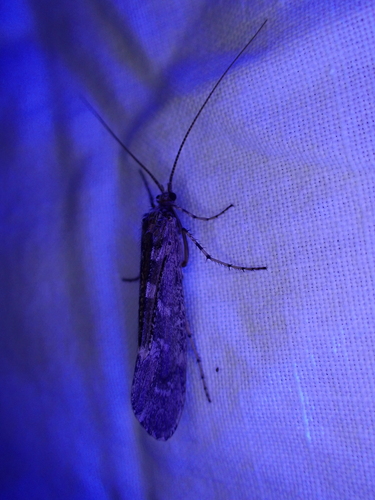 iNaturalist observation photo of Lenarchus