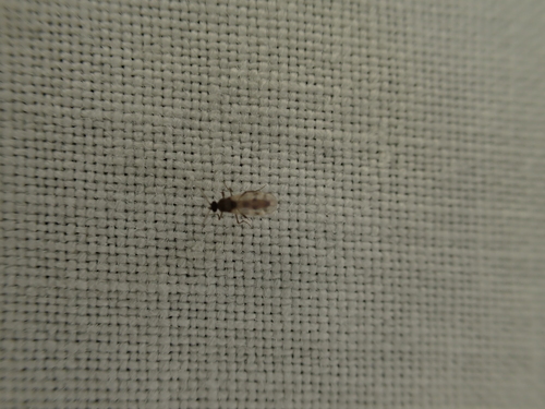 iNaturalist observation photo of Culicoides