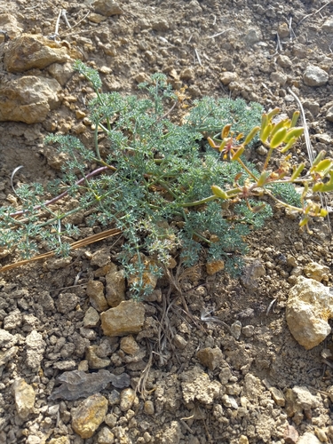 refuge biscuitroot (Lomatium refugianum)