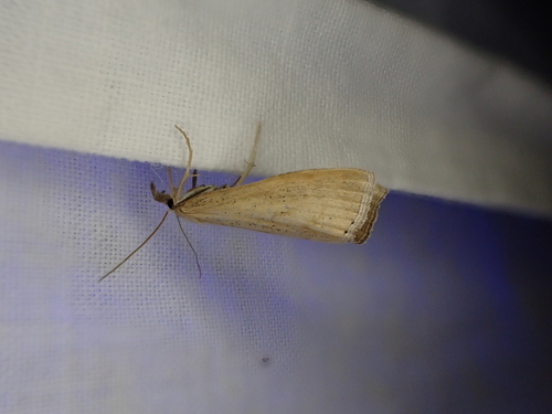 iNaturalist observation photo of Crambid Snout Moths