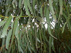 Eucalyptus nitens