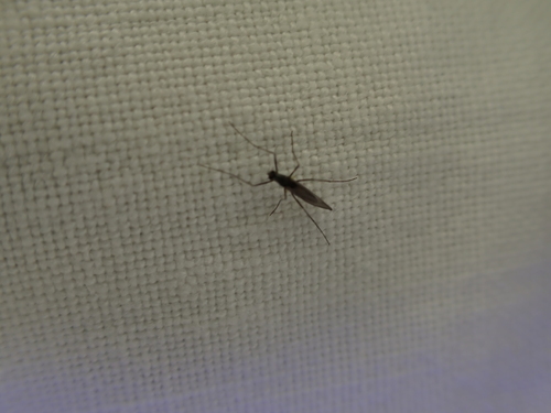 iNaturalist observation photo of Flies