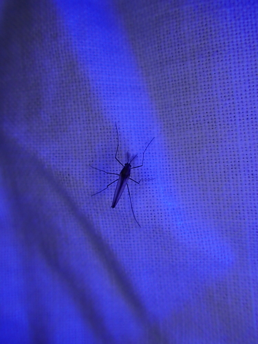 iNaturalist observation photo of Mosquitoes and Midges