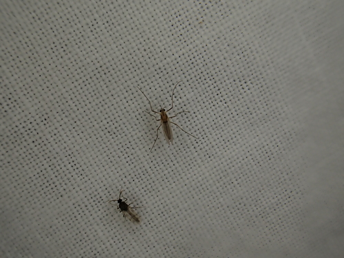 iNaturalist observation photo of Non-biting Midges