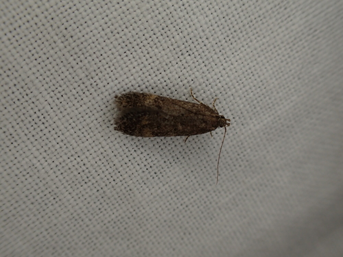 iNaturalist observation photo of Curved-horn Moths