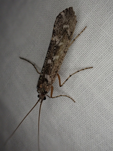 iNaturalist observation photo of Lenarchus