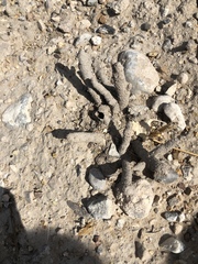 Reticulitermes tibialis