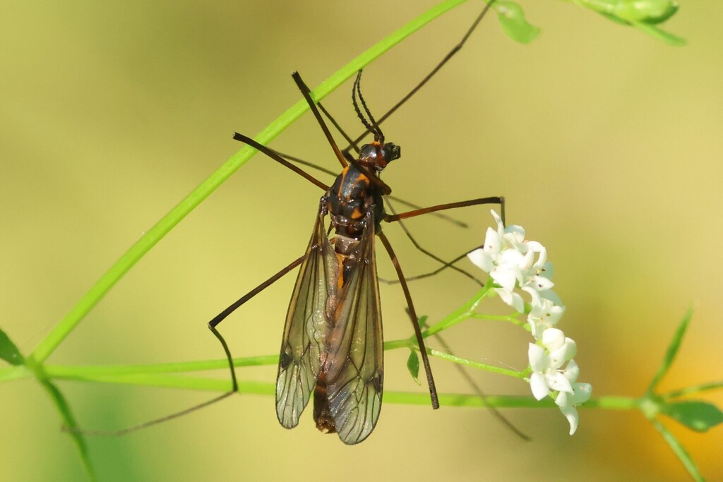 Nephrotoma lugens