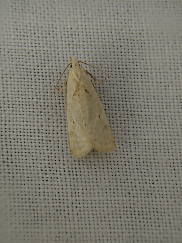 iNaturalist observation photo of Butterflies and Moths