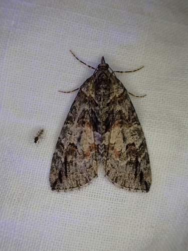 iNaturalist observation photo of Hydriomena