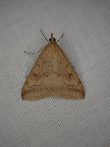 iNaturalist observation photo of Mint Moths