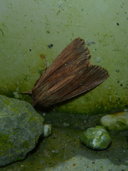 Ichneutica steropastis