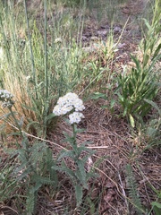 Achillea millefolium
