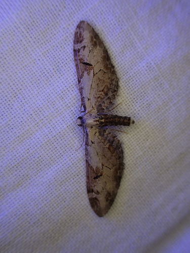 iNaturalist observation photo of Pug Moths