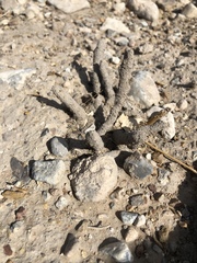 Reticulitermes tibialis