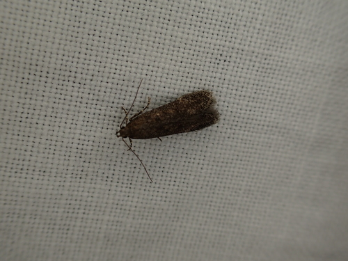 iNaturalist observation photo of Twirler Moths