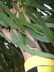 Eucalyptus nitens