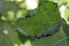 Phyllocnistis unipunctella