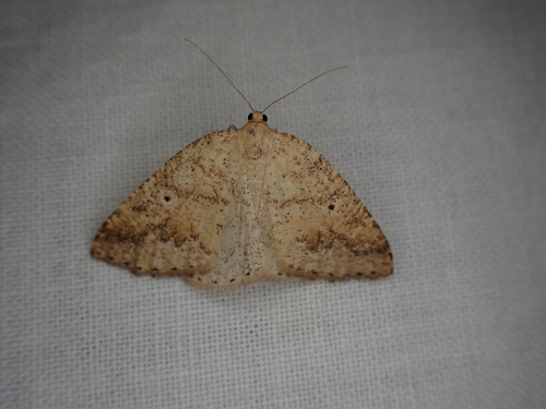 iNaturalist observation photo of Drepanulatrix