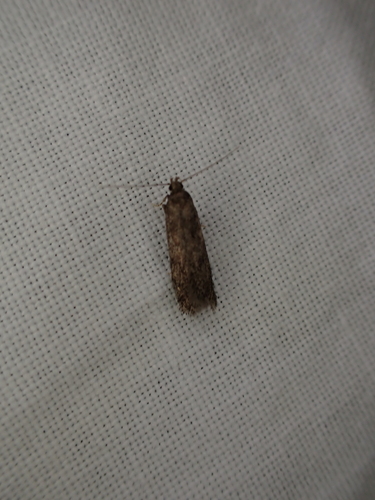 iNaturalist observation photo of Curved-horn Moths