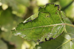 Phyllocnistis unipunctella