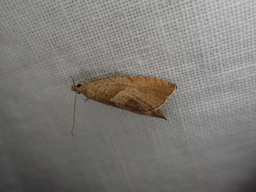 iNaturalist observation photo of Olethreutine Leafroller Moths