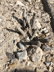 Reticulitermes tibialis