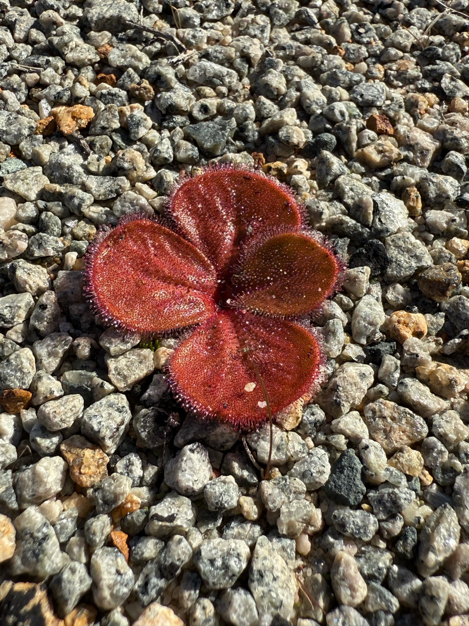 Drosera magna (N.G.Marchant & Lowrie) Lowrie 2