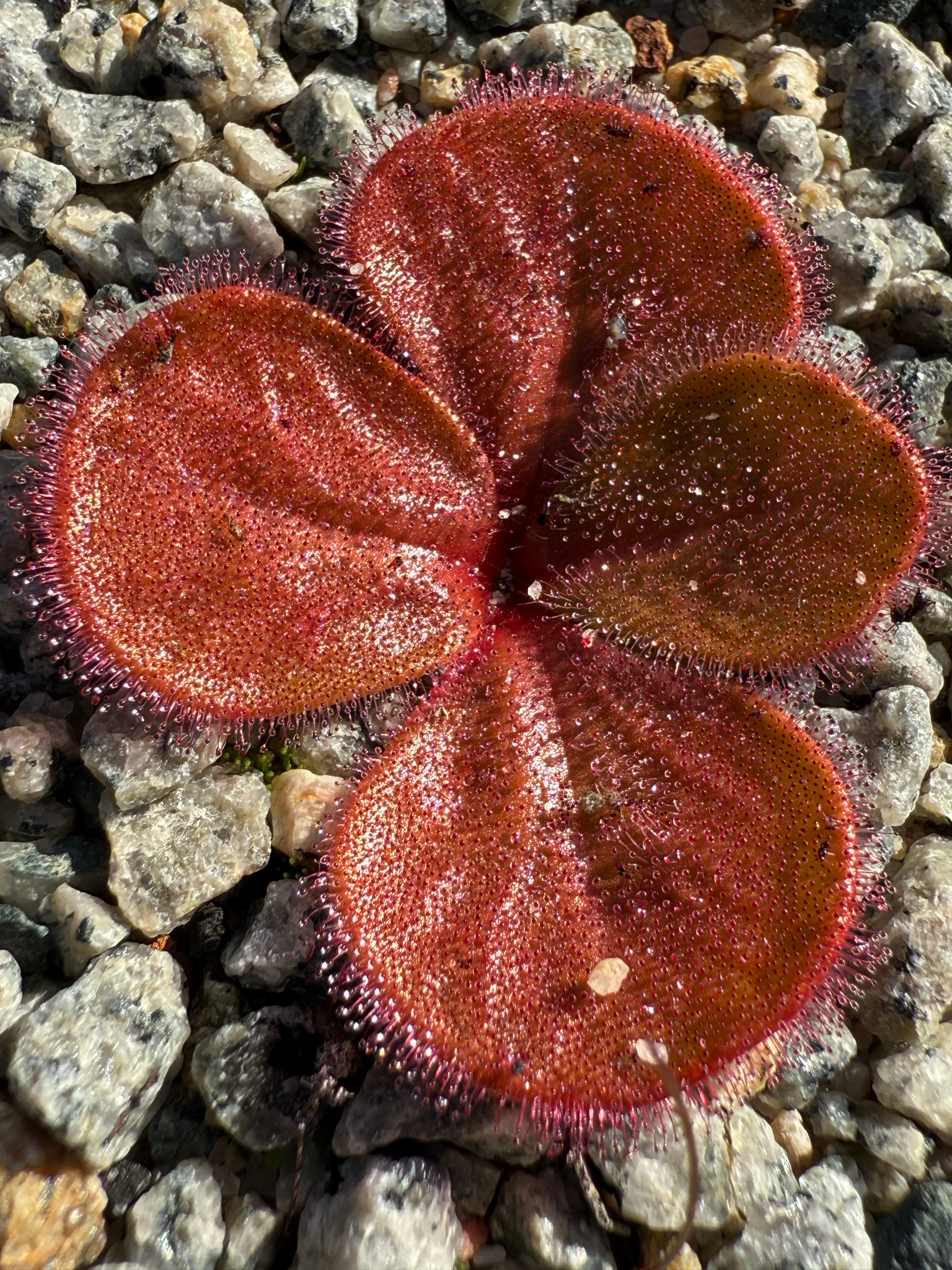 Drosera magna (N.G.Marchant & Lowrie) Lowrie