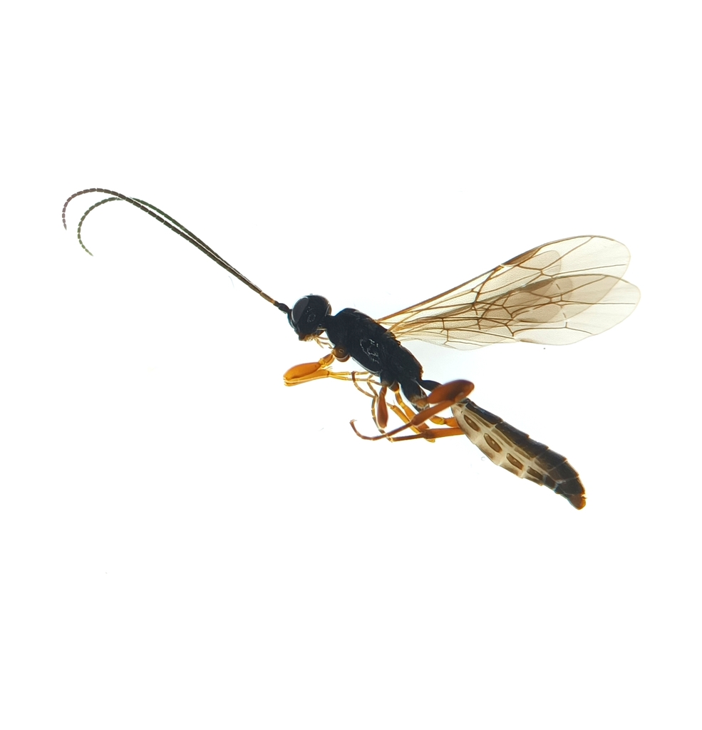 Odontocolon punctulatum