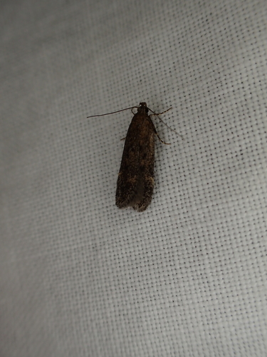 iNaturalist observation photo of Twirler Moths