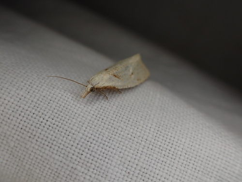 iNaturalist observation photo of Cochylina