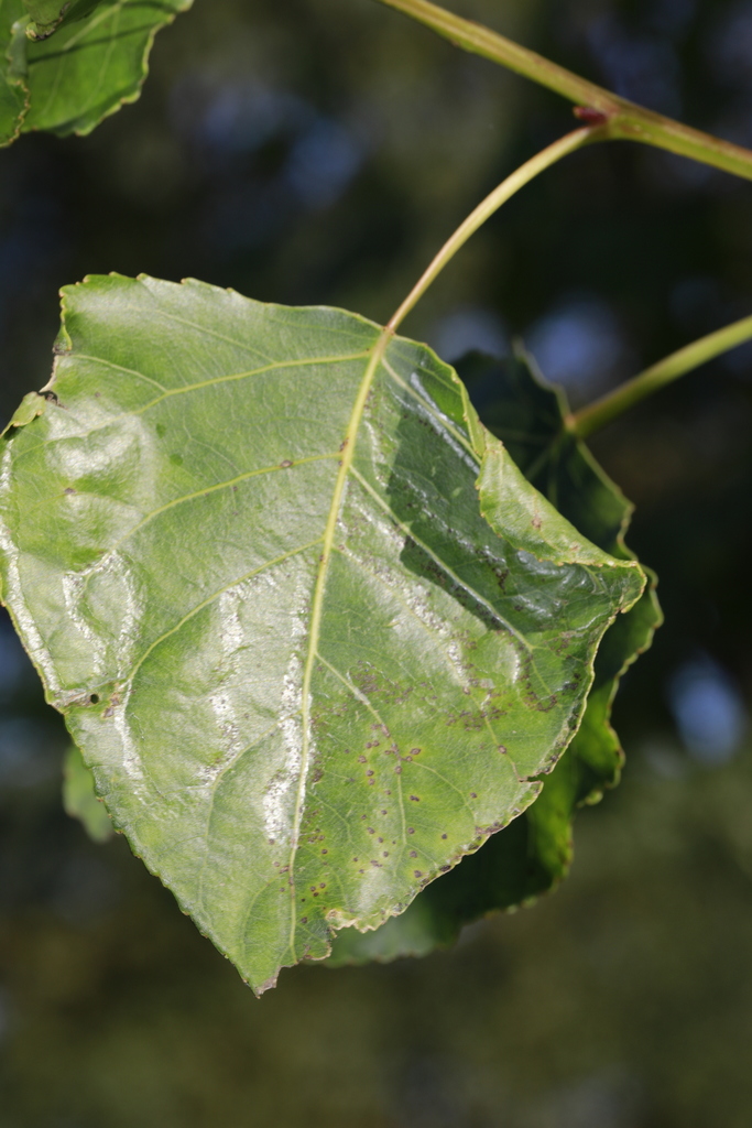 Poplar Bent-wing
