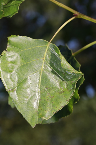Poplar Bent-wing