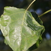 Poplar Bent-Wing - Photo no rights reserved, uploaded by Stephen James McWilliam