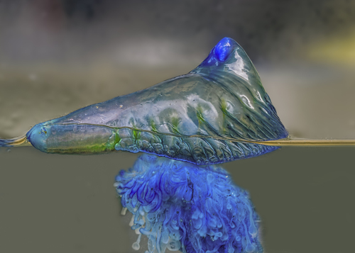 Southern Man-O-War, photo 9 of 10