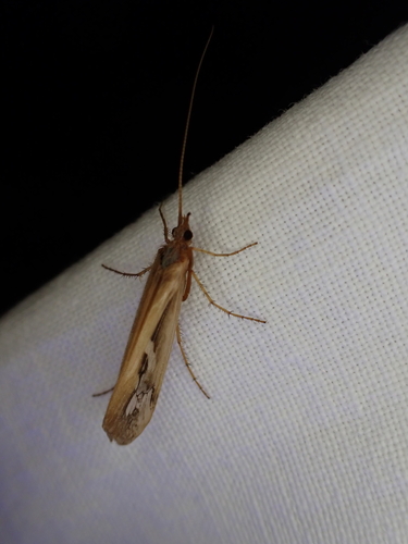 iNaturalist observation photo of Limnephilini