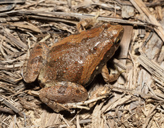East Asian Ornate Chorus Frog photo 1