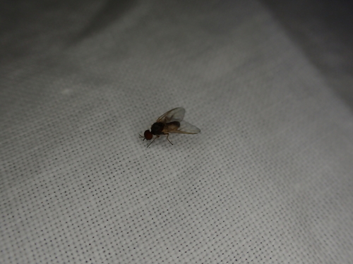 iNaturalist observation photo of Common Blackflies