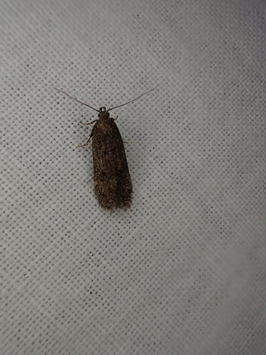 iNaturalist observation photo of Curved-horn Moths