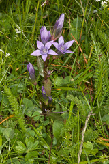 Gentianella rhaetica