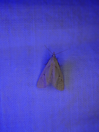 iNaturalist observation photo of Spilosoma