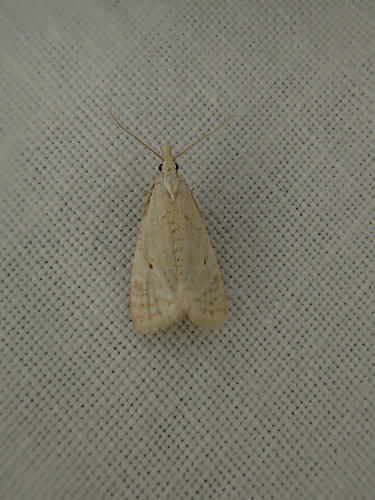 iNaturalist observation photo of Tortricine Leafroller Moths