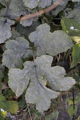 Erysiphe heraclei