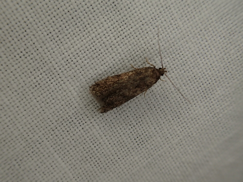 iNaturalist observation photo of Butterflies and Moths